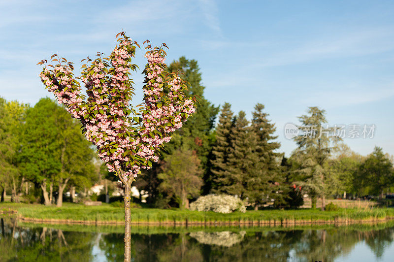 日本樱(Prunus serrulata)树在Ajka划船湖附近